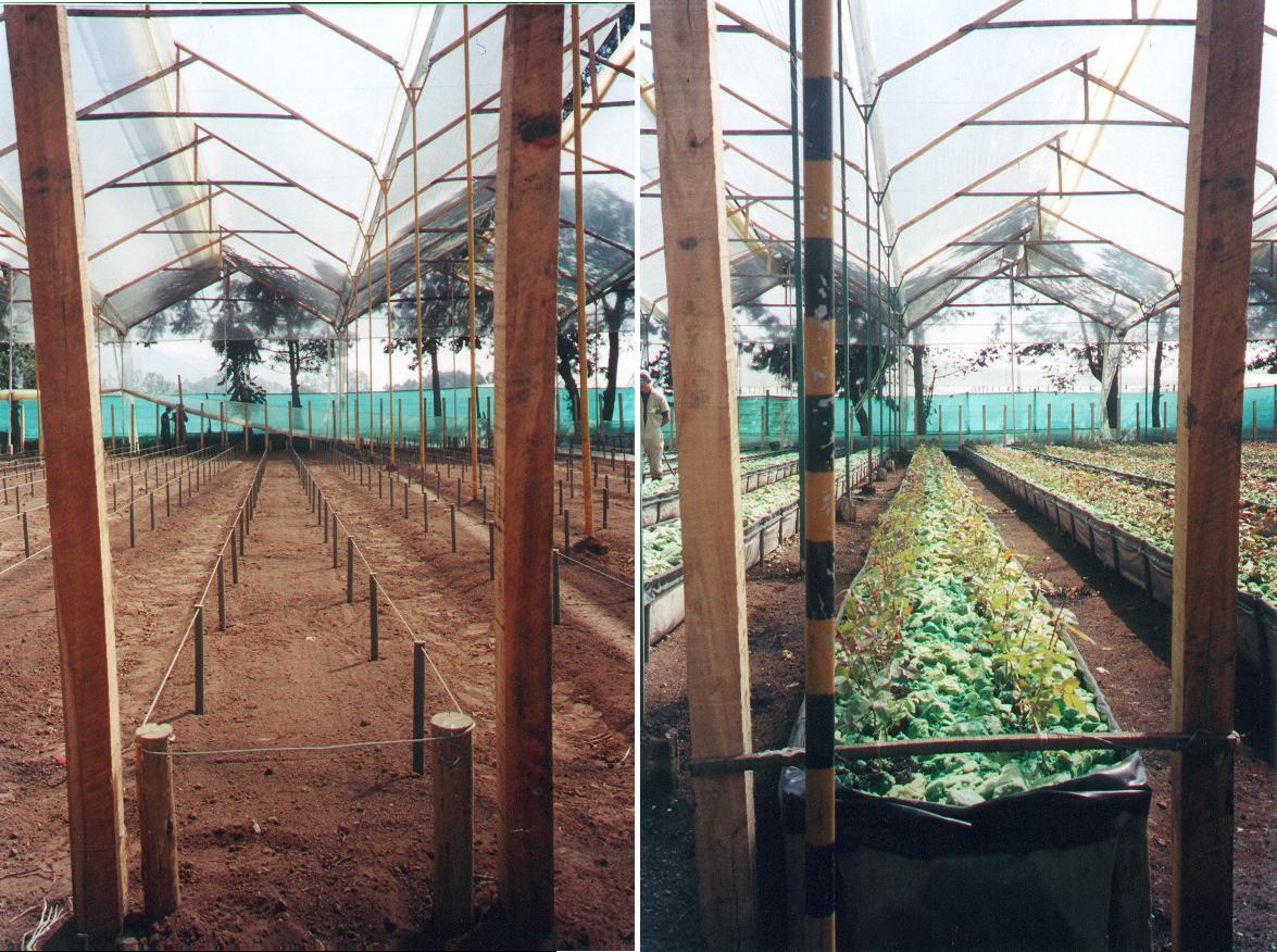 hidroponía como se preparan cultivos hidropónicos flores hidropónicas como se hace el cultivo tecnificado flor de invernadero cultivo hidropónico tecnificado maderplast surcos camas tutores 001 hidroponía como se preparan cultivos hidropónicos flores hidropónicas como se hace el cultivo tecnificado flor de invernadero cultivo hidropónico tecnificado maderplast surcos camas tutores 001 hidroponía como se preparan cultivos hidropónicos flores hidropónicas como se hace el cultivo tecnificado flor de invernadero cultivo hidropónico tecnificado maderplast surcos camas tutores 001